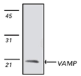 Synaptobrevin antibody [4E240]