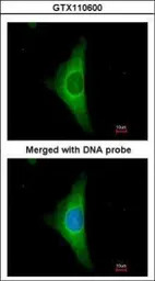 Cytokeratin 20 antibody [N2C2]