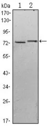 KLHL13 antibody [8D1]