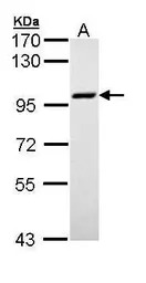 MCM3 antibody [C2C3], C-term