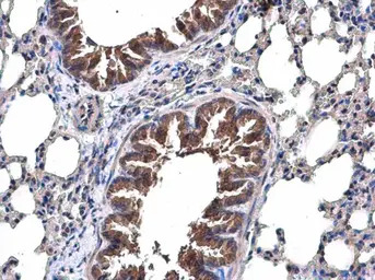 TRAF6 antibody [N2C2], Interna