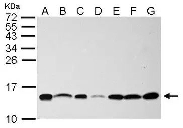 NHP2L1 antibody [N1C3]