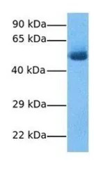 GPNMB antibody, N-term