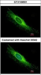 PEX26 antibody