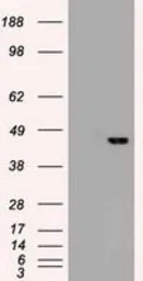 SOX17 antibody [3H5]