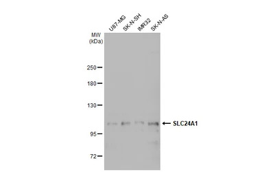 SLC24A1 antibody [C1C3]