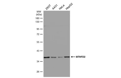 MTHFD2 antibody [N3C3]
