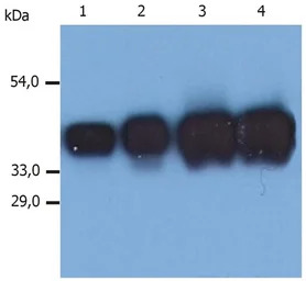 Cytokeratin 19 antibody [A53-B