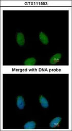 FAF1 antibody [C1C3]