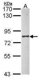 UBA2 antibody [N1N3]