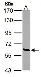 ME1 antibody