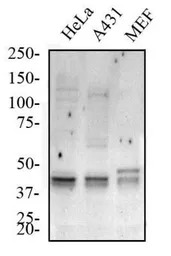ATG5 antibody
