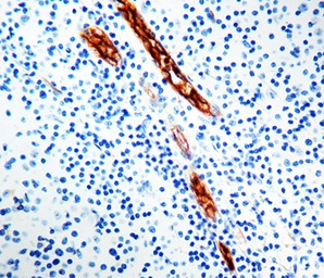 VWF antibody [F8/86] (ready-to