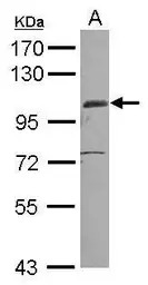 EGFLAM antibody [C2C3], C-term