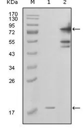 Visfatin antibody [1D3A12]