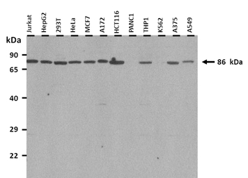 RNF43 antibody, Internal