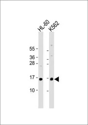 SNRPD1 antibody, Internal