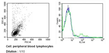 TCR V beta 8b antibody [MX-6] 