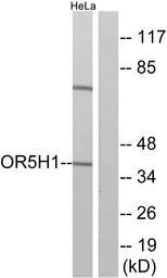 OR5H1 antibody