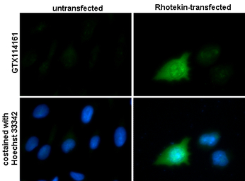 Rhotekin antibody