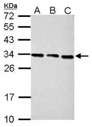 PSME3 antibody