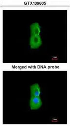 PSMC3 antibody [N1C2]