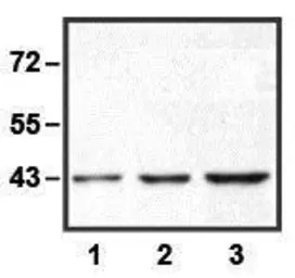 ERK1 antibody [E19]