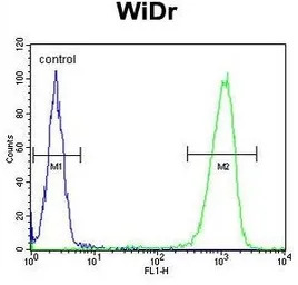 Peroxin 2 antibody, Internal