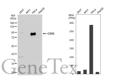 CD55 antibody [N1C2]