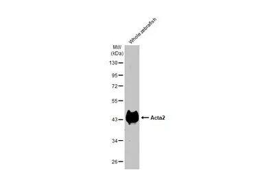 Acta2 antibody