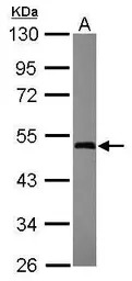 GTPBP3 antibody [C1C3]