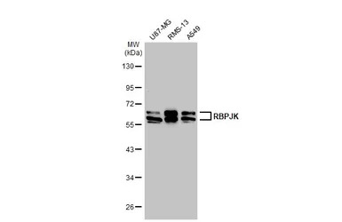 RBPJK antibody [C1C3]