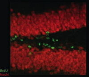 NeuN antibody [2Q158]