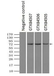 Mig-2 antibody [25A4]