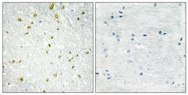 SNAPC5 antibody