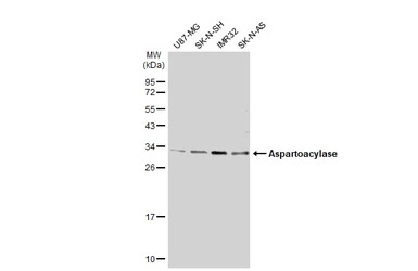 Aspartoacylase antibody [N1C3-