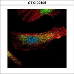PDCD6 antibody