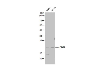 CD81 antibody
