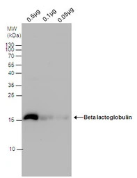 beta Lactoglobulin antibody