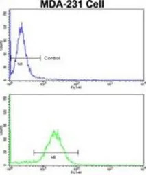 COLEC11 antibody, N-term
