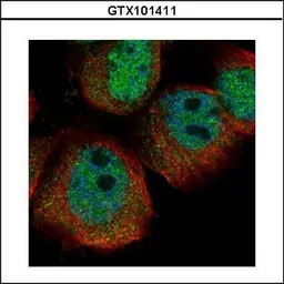 RPS27A antibody