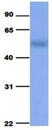 SLC37A4 antibody, Internal
