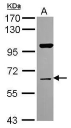 NRBP1 antibody [N1C1]
