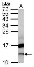 CRIPT antibody [N1C3]