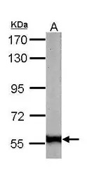 58K Golgi protein antibody [N1