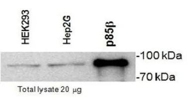 PI3 kinase p85 beta antibody [