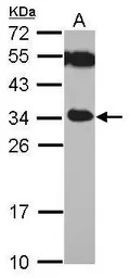 TICAM2 antibody