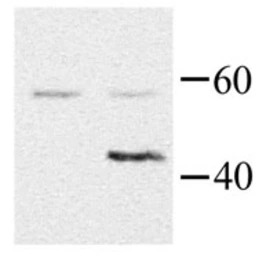 G protein alpha 16 antibody