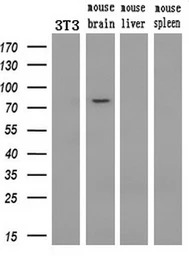 PDE10A antibody [1B2]