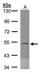 EIF5 antibody [N1N3]